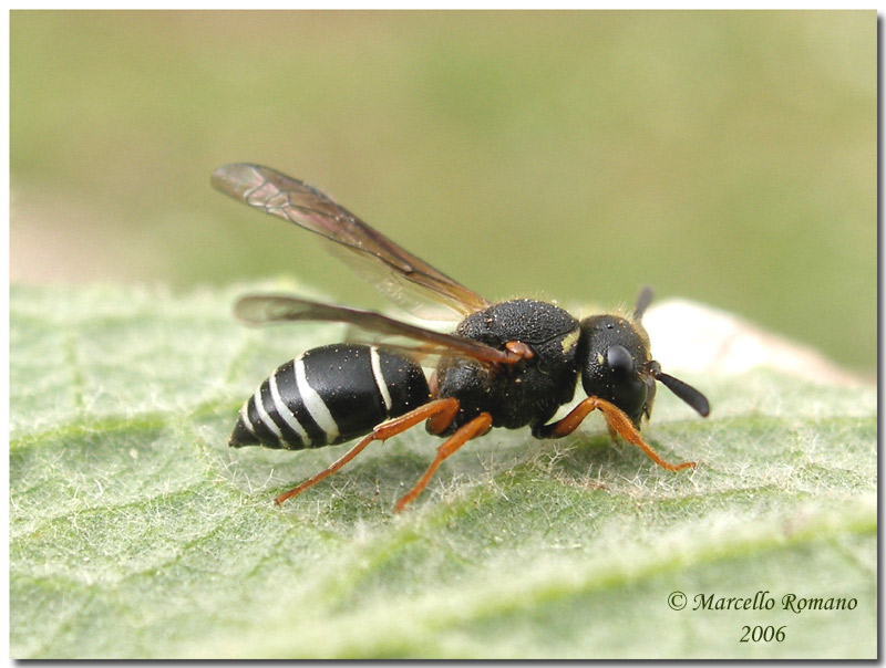 Imenotteri Vespidae Eumeninae, un esempio dell''infinita biodiversit